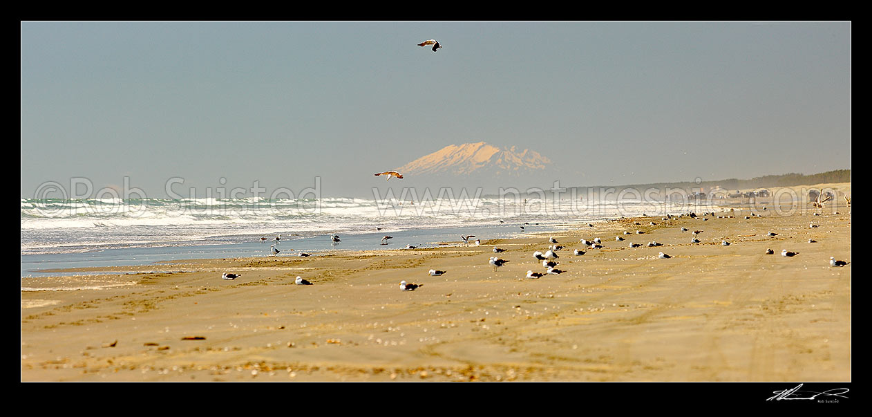 Image of Hokio Beach, Levin, with the volcanic cone of Mount Ruapehu visible in far distance, above sea gulls on beach. Panorama, Hokio Beach, Horowhenua District, Manawatu-Wanganui Region, New Zealand (NZ) stock photo image