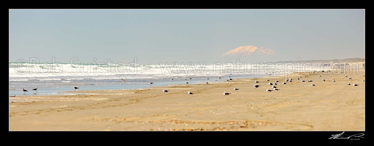 Image of Hokio Beach, Levin, with the volcanic cone of Mount Ruapehu visible in far distance, above sea gulls on beach. Panorama, Hokio Beach, Horowhenua District, Manawatu-Wanganui Region, New Zealand (NZ) stock photo image