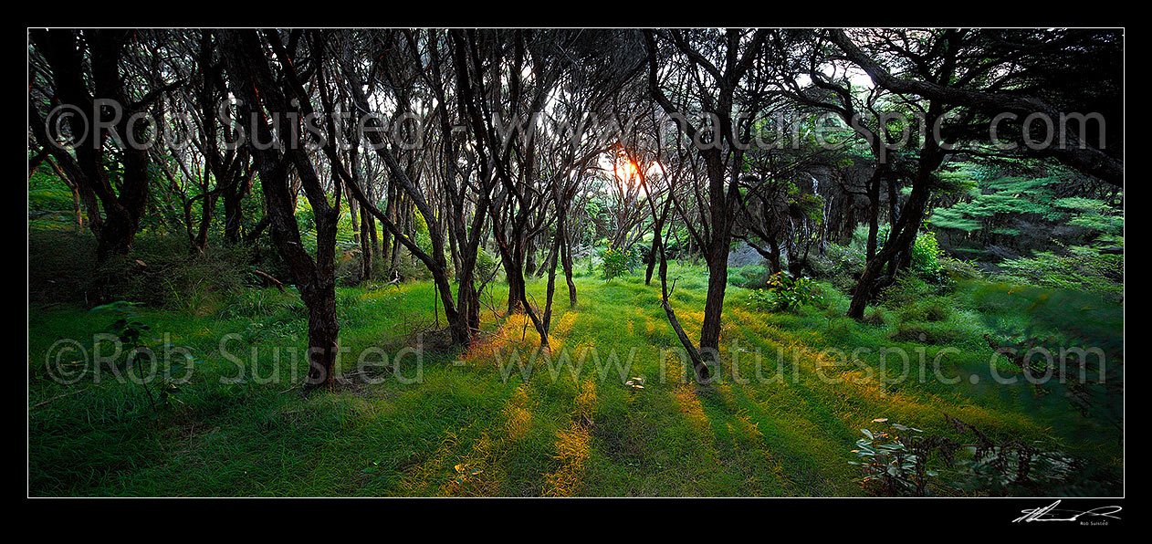 Image of Manuka forest sunset as the last orange golden rays of sun penetrate the canopy. Panorama, Raglan, Waikato District, Waikato Region, New Zealand (NZ) stock photo image