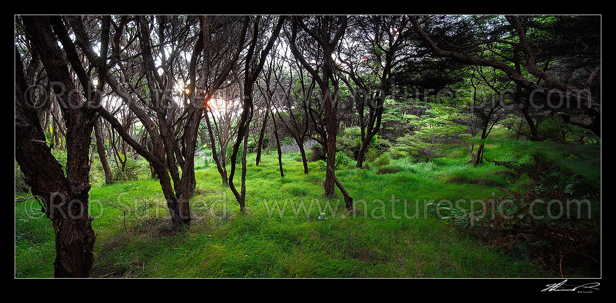 Image of Manuka forest sunset as the last orange golden rays of sun penetrate the canopy. Panorama, Raglan, Waikato District, Waikato Region, New Zealand (NZ) stock photo image