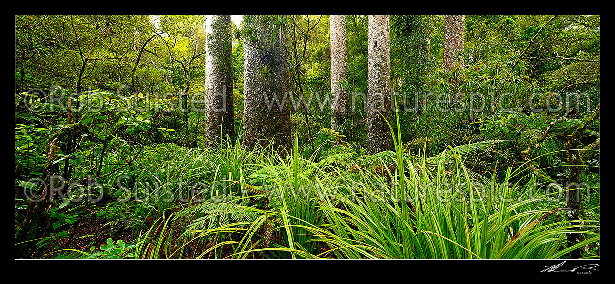 Image of Kauri trees (Agathis australis) amongst forest. Panorama, Far North District, Northland Region, New Zealand (NZ) stock photo image