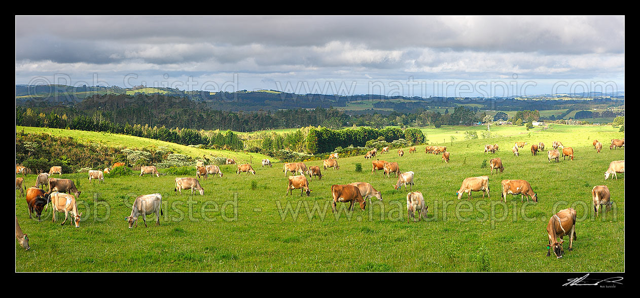 Image of Jersey dairy cows grazing. Panorama, Kerikeri, Far North District, Northland Region, New Zealand (NZ) stock photo image