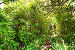 Mt Karioi track walkers, Raglan