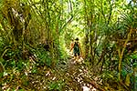 Mt Karioi track walkers, Raglan