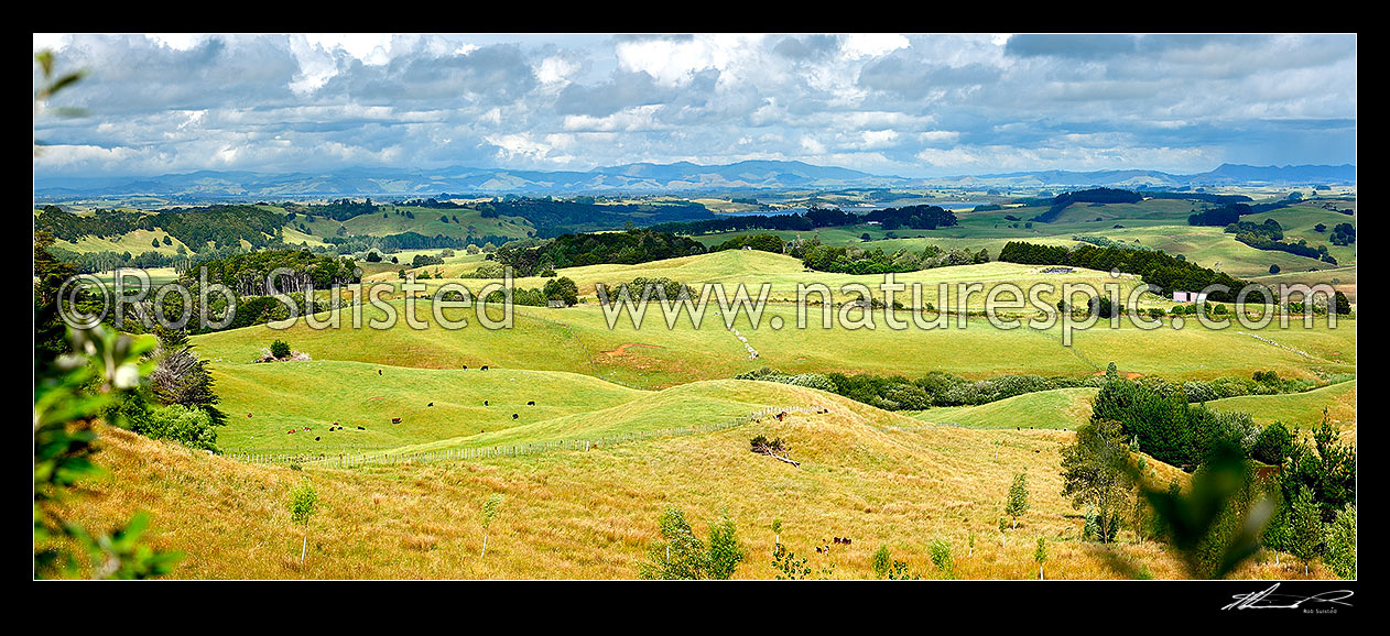 Image of Cattle raising farmland in North Waikato. Lake Whangape centre distance. Panorama, Pukekawa, Waikato District, Waikato Region, New Zealand (NZ) stock photo image