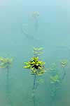 Mangrove seedlings