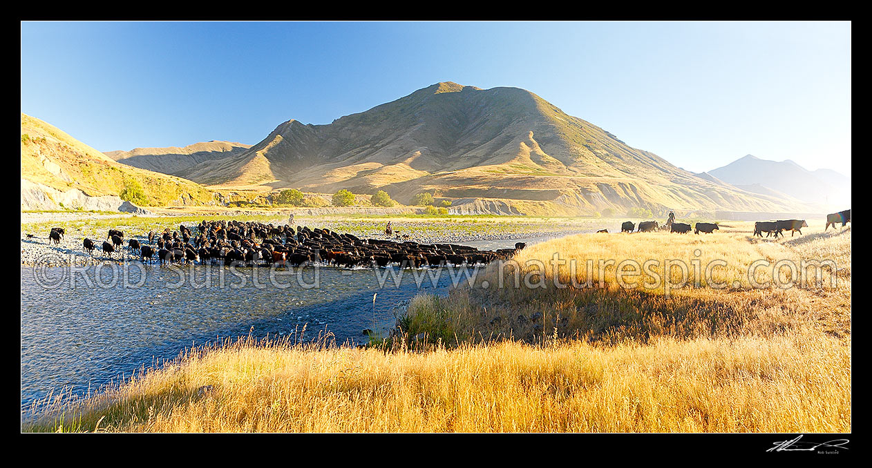 Image of Molesworth muster of steers out to Hanmer, Stockmen, horses and dogs pushing cattle across the Clarence River by Bush Gully and Bunkers Stream. Panorama, Molesworth Station, Marlborough District, Marlborough Region, New Zealand (NZ) stock photo image