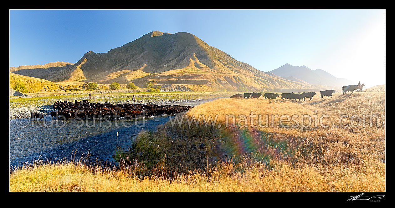 Image of Molesworth muster of steers out to Hanmer, Stockmen, horses and dogs pushing cattle across the Clarence River by Bush Gully and Bunkers Stream. Panorama, Molesworth Station, Marlborough District, Marlborough Region, New Zealand (NZ) stock photo image