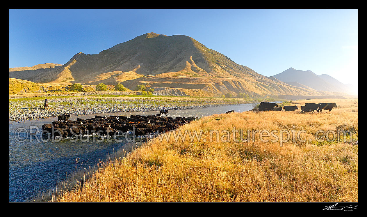 Image of Molesworth muster of steers out to Hanmer, Stockmen, horses and dogs pushing cattle across the Clarence River by Bush Gully and Bunkers Stream. Panorama, Molesworth Station, Marlborough District, Marlborough Region, New Zealand (NZ) stock photo image