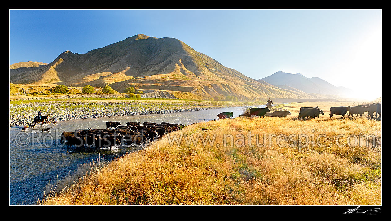 Image of Molesworth muster of steers out to Hanmer, Stockmen, horses and dogs pushing cattle across the Clarence River by Bush Gully and Bunkers Stream. Panorama, Molesworth Station, Marlborough District, Marlborough Region, New Zealand (NZ) stock photo image