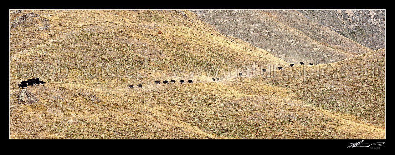 Image of Cattle trailling through the dusty dry Yarra River grasslands towards Yarra Saddle during the Mt Scott steer muster. Panorama, Molesworth Station, Marlborough District, Marlborough Region, New Zealand (NZ) stock photo image