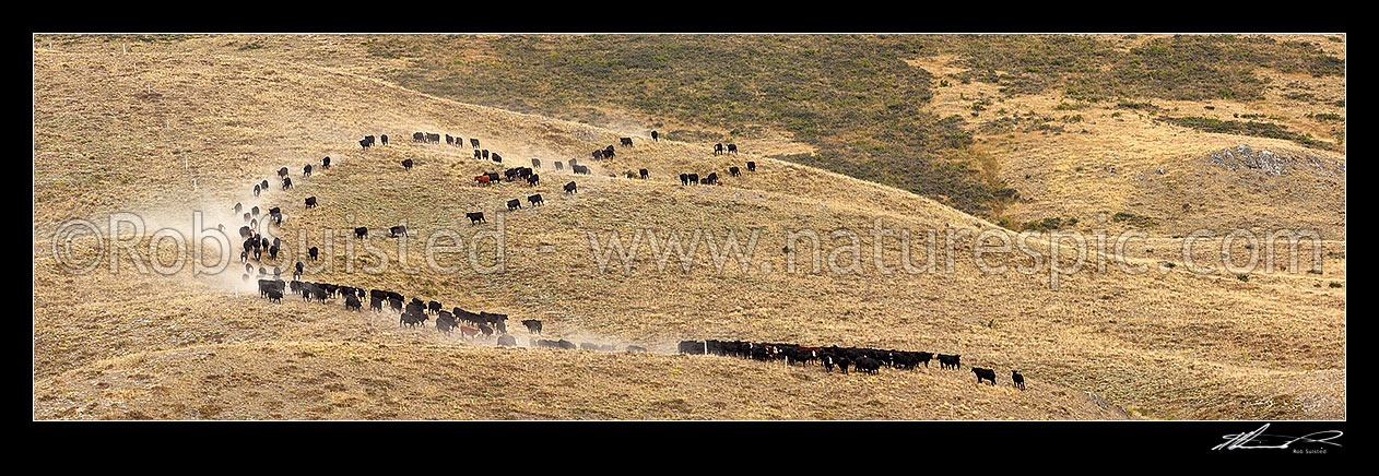 Image of Cattle moving through the dusty dry Yarra River grasslands towards Yarra Saddle during the Mt Scott steer muster. Panorama, Molesworth Station, Marlborough District, Marlborough Region, New Zealand (NZ) stock photo image