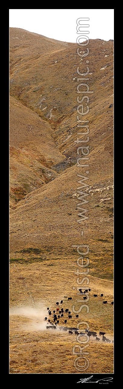 Image of Cattle mobbing up in the dusty Yarra River muster of steers near Yarra Saddle. Vertical panorama, Molesworth Station, Marlborough District, Marlborough Region, New Zealand (NZ) stock photo image