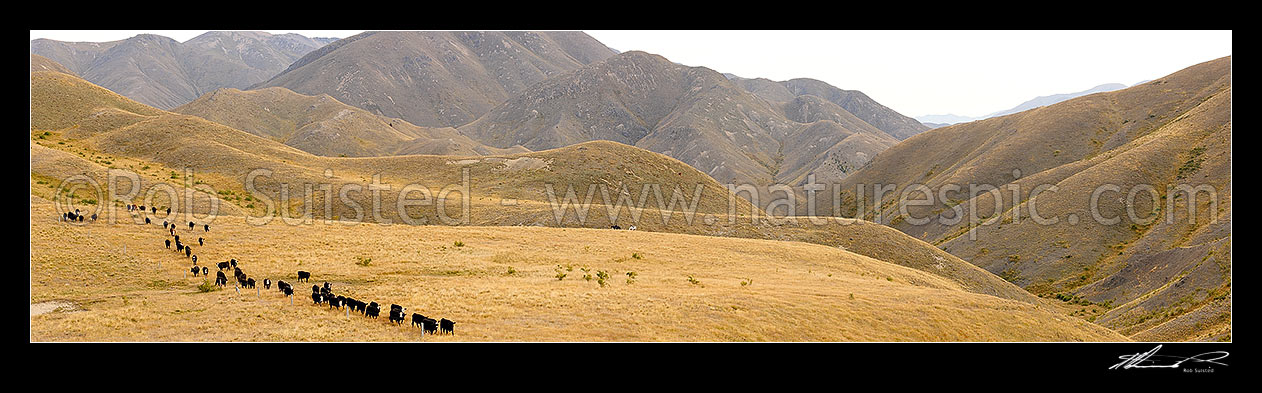 Image of Cattle being mustered by stockmen towards Yarra Saddle during the Mt Scott steer muster. Yarra River headwaters far left. Panorama, Molesworth Station, Marlborough District, Marlborough Region, New Zealand (NZ) stock photo image