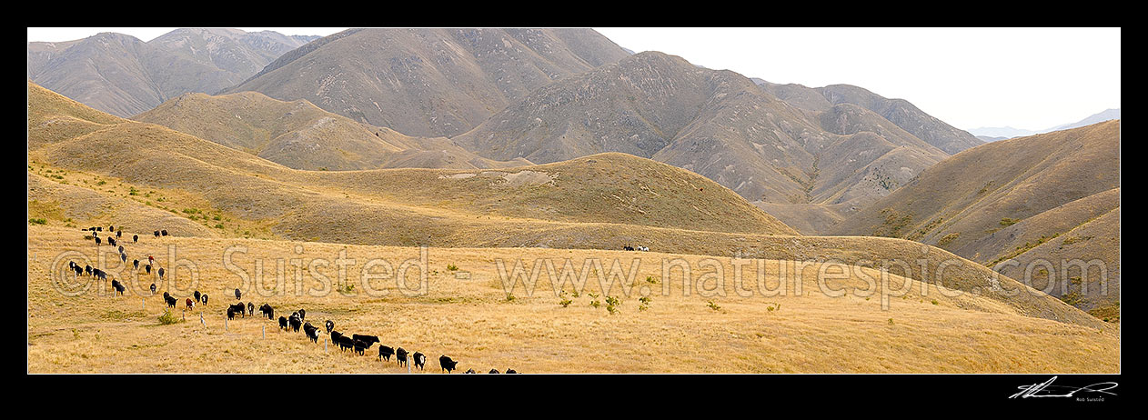 Image of Cattle being mustered by stockmen towards Yarra Saddle during the Mt Scott steer muster. Yarra River headwaters far left. Panorama, Molesworth Station, Marlborough District, Marlborough Region, New Zealand (NZ) stock photo image