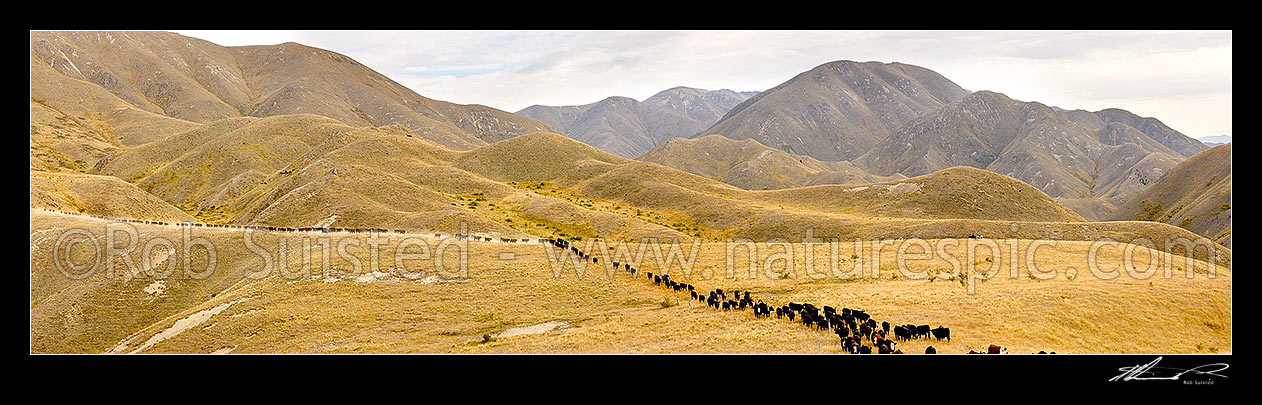 Image of Cattle being mustered by stockmen towards Yarra Saddle during the dry late summer Mt Scott steer muster. Yarra River headwaters centre. Panorama, Molesworth Station, Marlborough District, Marlborough Region, New Zealand (NZ) stock photo image