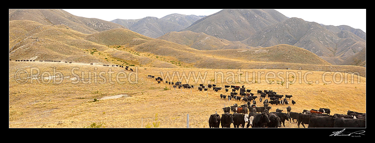 Image of Cattle being mustered by stockmen towards Yarra Saddle during the dry late summer Mt Scott steer muster. Yarra River headwaters centre. Panorama, Molesworth Station, Marlborough District, Marlborough Region, New Zealand (NZ) stock photo image