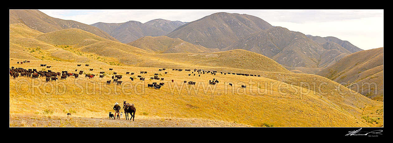 Image of Cattle being mustered by stockmen towards Yarra Saddle and the Five Mile during the Mt Scott steer muster. Yarra River headwaters centre left. James McLachlan foreground. Panorama, Molesworth Station, Marlborough District, Marlborough Region, New Zealand (NZ) stock photo image