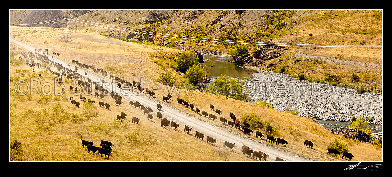 Image of Stockmen mustering cattle down the Acheron River valley and along the Molesworth to Hanmer Springs road, pushing steers from the Yarra and Five Mile to Bush Gully. Panorama, Molesworth Station, Marlborough District, Marlborough Region, New Zealand (NZ) stock photo image