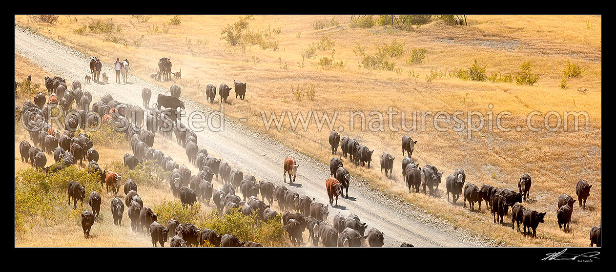 Image of Stockmen mustering cattle down the Acheron valley along the Molesworth to Hanmer Springs road, pushing steers from the Yarra and Five Mile to Bush Gully. Panorama, Molesworth Station, Marlborough District, Marlborough Region, New Zealand (NZ) stock photo image