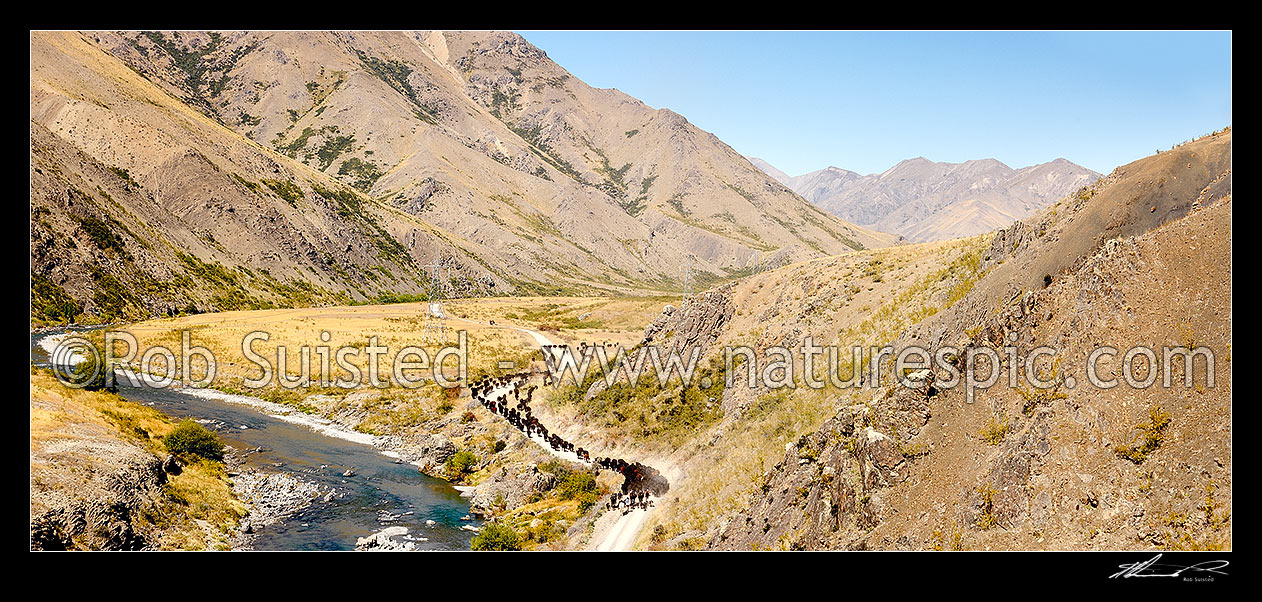 Image of Stockmen pushing a cattle mob down the Acheron River valley and Molesworth Road towards Bush Gully, during the Mt Scott steer muster from the Yarra River. Panorama, Molesworth Station, Marlborough District, Marlborough Region, New Zealand (NZ) stock photo image