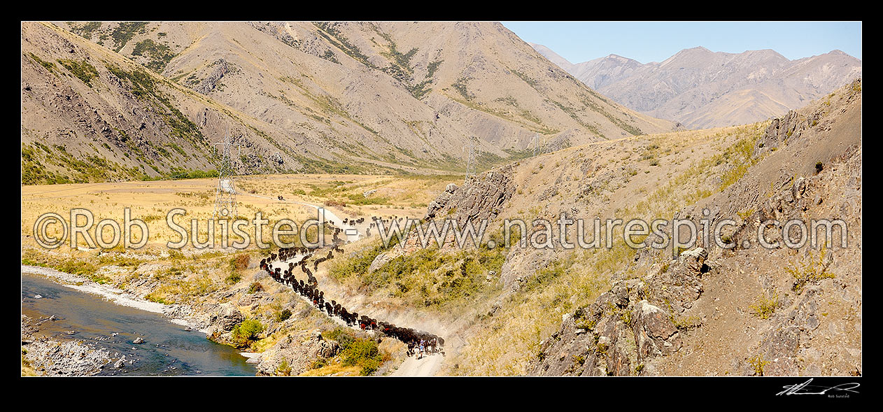 Image of Stockmen pushing a cattle mob down the Acheron River valley and Molesworth Road towards Bush Gully, during the Mt Scott steer muster from the Yarra River. Panorama, Molesworth Station, Marlborough District, Marlborough Region, New Zealand (NZ) stock photo image