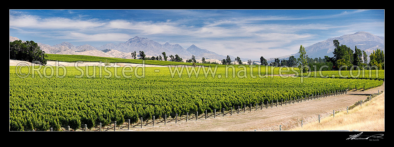 Image of Grape vineyards in the Awatere River Valley, with Inland Kaikoura Ranges and Mount Tapuae-o-uenuku (2885m) left, Black Birch Range right, Seddon, Marlborough District, Marlborough Region, New Zealand (NZ) stock photo image