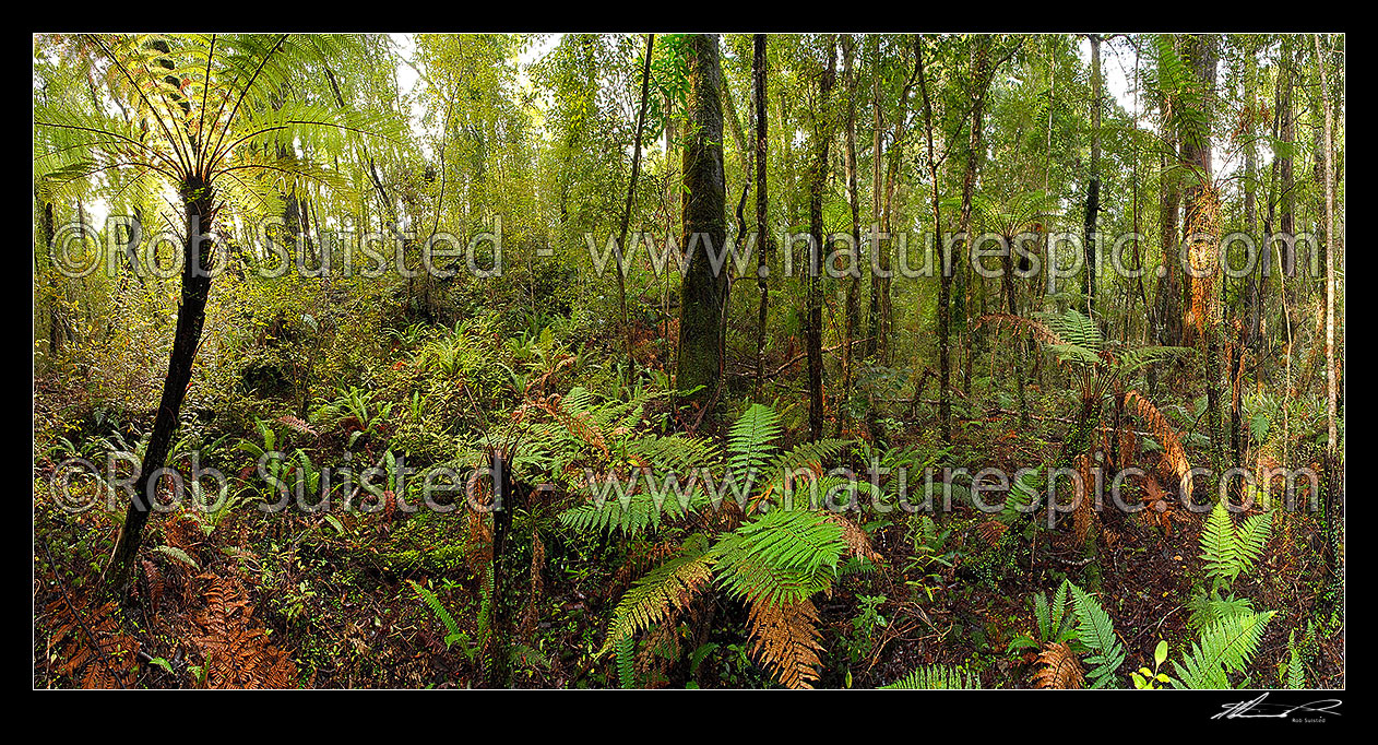 Image of Native rainforest interior with tree ferns and rimu trees. Panorama, Hokitika, Westland District, West Coast Region, New Zealand (NZ) stock photo image