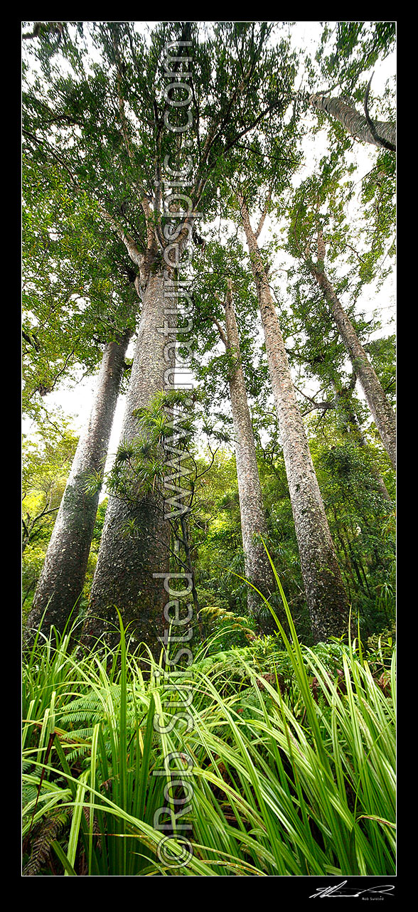 Image of Giant Kauri trees (Agathis australis). Manginangina Scenic Reserve, Puketi forest. Vertical panorama, Kerikeri, Far North District, Northland Region, New Zealand (NZ) stock photo image