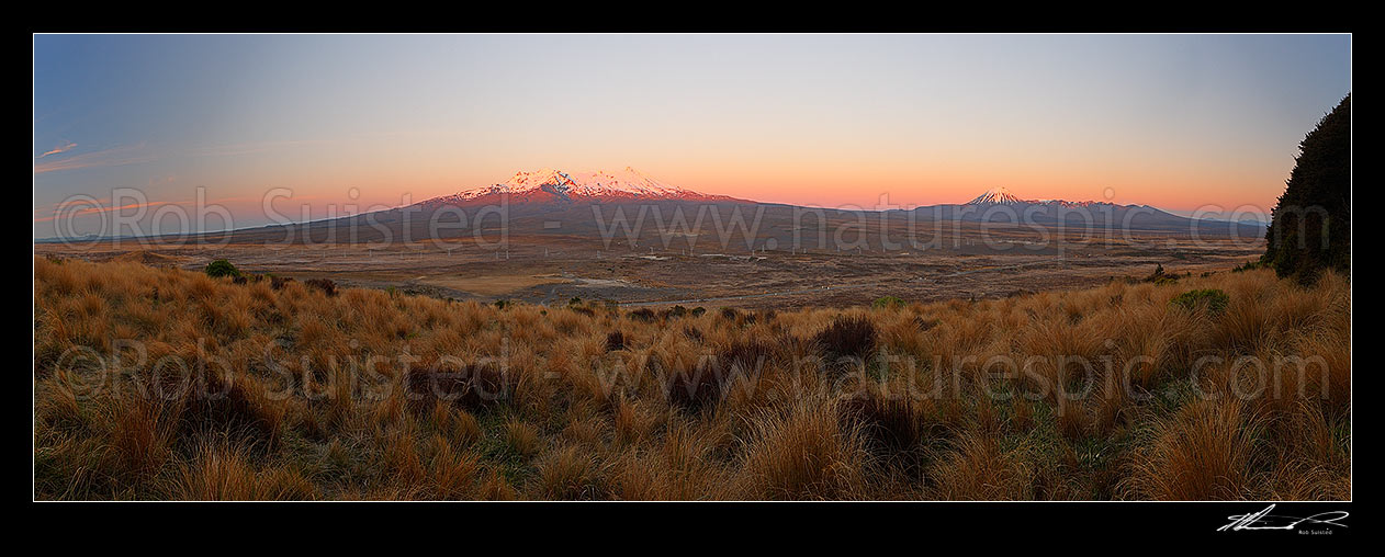 Image of Mount Ruapehu, Mt Ngauruhoe, and Mt Tongariro in sunrise first light. Rangipo Desert, red tussock, and State highway one (SH1, Desert Road) in foreground. Tongariro National Park panorama, Waiouru, Ruapehu District, Manawatu-Wanganui Region, New Zealand (NZ) stock photo image