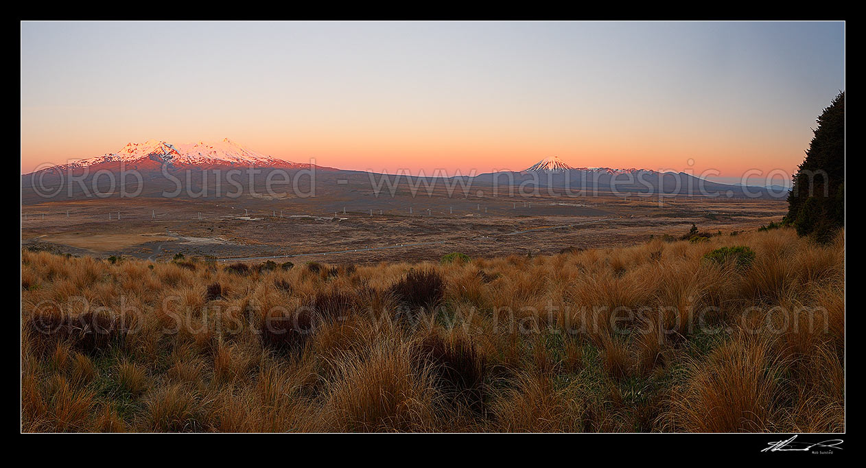 Image of Mount Ruapehu and Mt Ngauruhoe in sunrise first light. Rangipo Desert, red tussock, and State highway one (SH1, Desert Road) in foreground. Tongariro National Park panorama, Waiouru, Ruapehu District, Manawatu-Wanganui Region, New Zealand (NZ) stock photo image