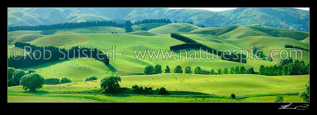 Image of Farmland and rolling hills in north Canterbury, with sheep grazing, and tree shelter belts. Panorama, Waipara, Canterbury, Hurunui District, Canterbury Region, New Zealand (NZ) stock photo image