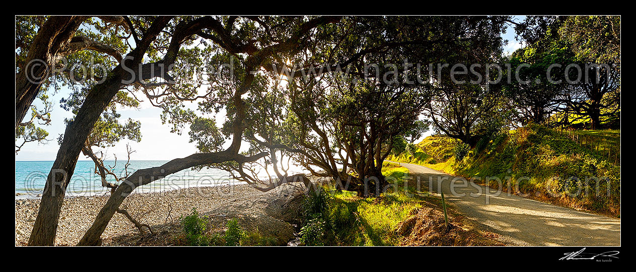 Image of Coromandel coastal road passing under Pohutukawa tree canopy and farmland, Port Jackson Road. Panorama,  Colville, Thames-Coromandel District, Waikato Region, New Zealand (NZ) stock photo image