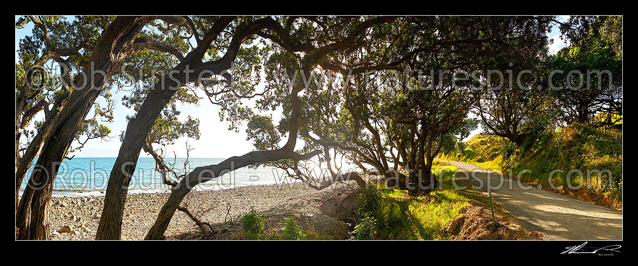 Image of Coromandel coastal road passing under Pohutukawa tree canopy and farmland, Port Jackson Road. Panorama,  Colville, Thames-Coromandel District, Waikato Region, New Zealand (NZ) stock photo image