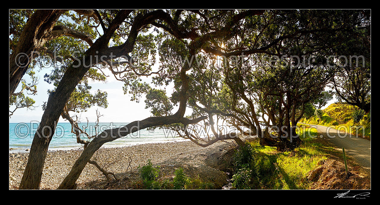 Image of Coromandel coastal road passing under Pohutukawa tree canopy and farmland, Port Jackson Road. Panorama,  Colville, Thames-Coromandel District, Waikato Region, New Zealand (NZ) stock photo image