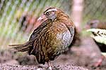 Weka, tagged & ready to move