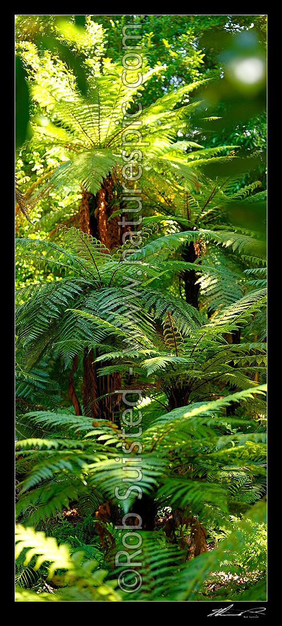 Image of Tree ferns, New Zealand native rough tree ferns (Dicksonia squarrosa), Wheki in native forest. Vertical panorama, New Zealand (NZ) stock photo image