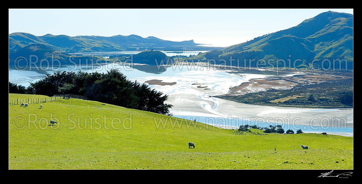 Image of Lush farmland and sheep above a perfectly calm Hoopers Inlet morning. Papanui Inlet beyond. Mt Charles /Poatiri far right. Panorama, Otago Peninsula, Dunedin City District, Otago Region, New Zealand (NZ) stock photo image