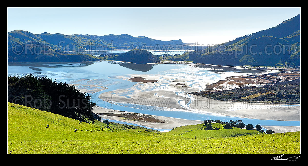 Image of Lush farmland and sheep above a perfectly calm Hoopers Inlet morning. Papanui Inlet beyond. Mt Charles /Poatiri far right. Panorama, Otago Peninsula, Dunedin City District, Otago Region, New Zealand (NZ) stock photo image