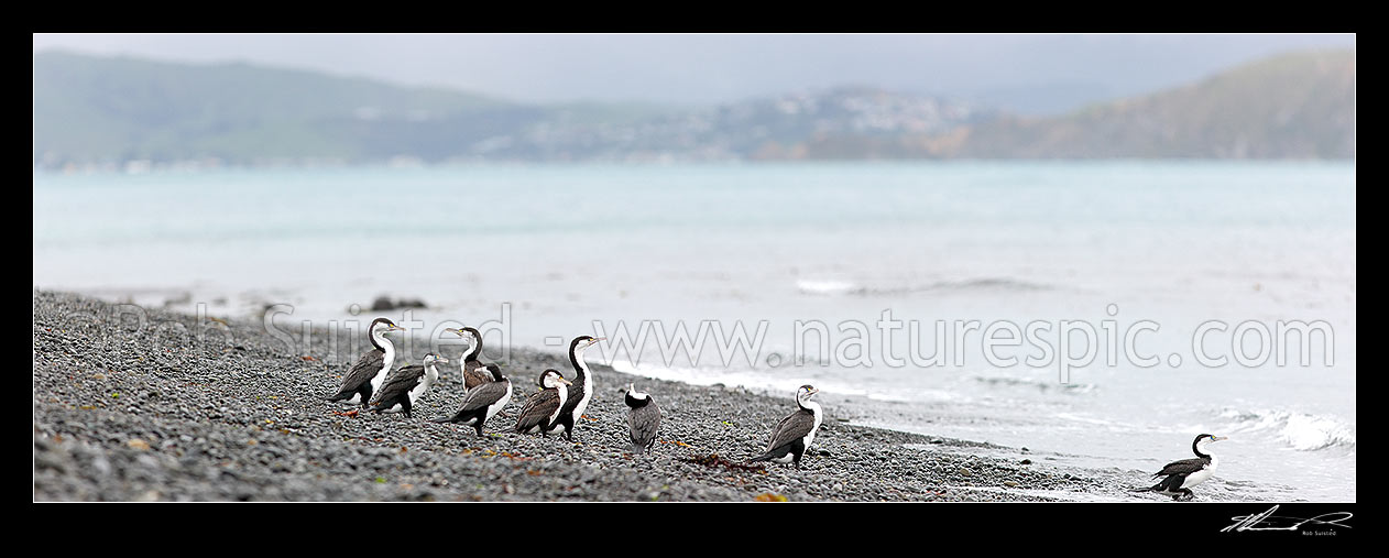 Image of Pied shags flock on beach (Phalacrocorax varius; Phalacrocoracidae) Karuhiruhi, Pied cormorant or yellow-faced cormorant. NZ native species. Panorama, Mana Island, Porirua City District, Wellington Region, New Zealand (NZ) stock photo image