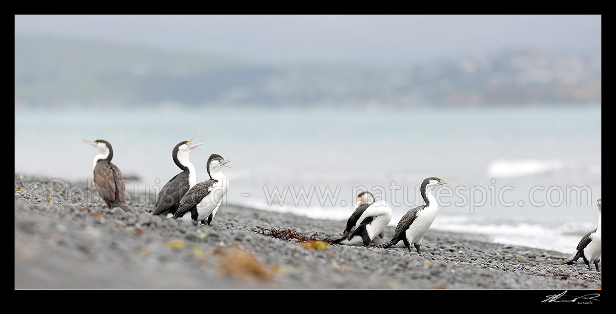 Image of Pied shags flock on beach (Phalacrocorax varius; Phalacrocoracidae) Karuhiruhi, Pied cormorant or yellow-faced cormorant. NZ native species. Panorama, Mana Island, Porirua City District, Wellington Region, New Zealand (NZ) stock photo image