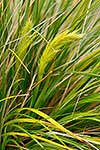 Chionochloa flavicans flowers