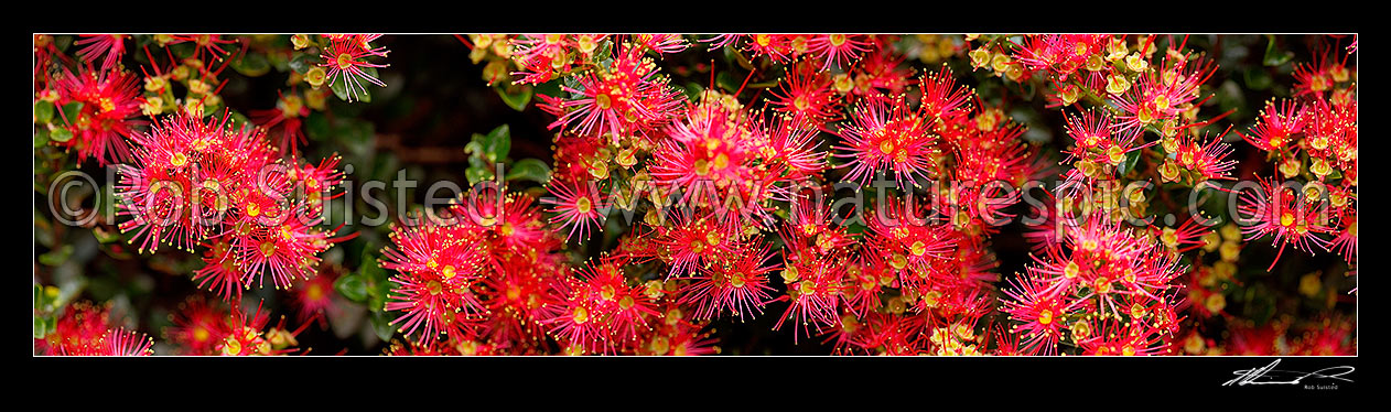 Image of Rata Vine flowers (Metrosideros carminea), Crimson rata, Carmine rata. Myrtaceae. NZ native. Panorama, New Zealand (NZ) stock photo image