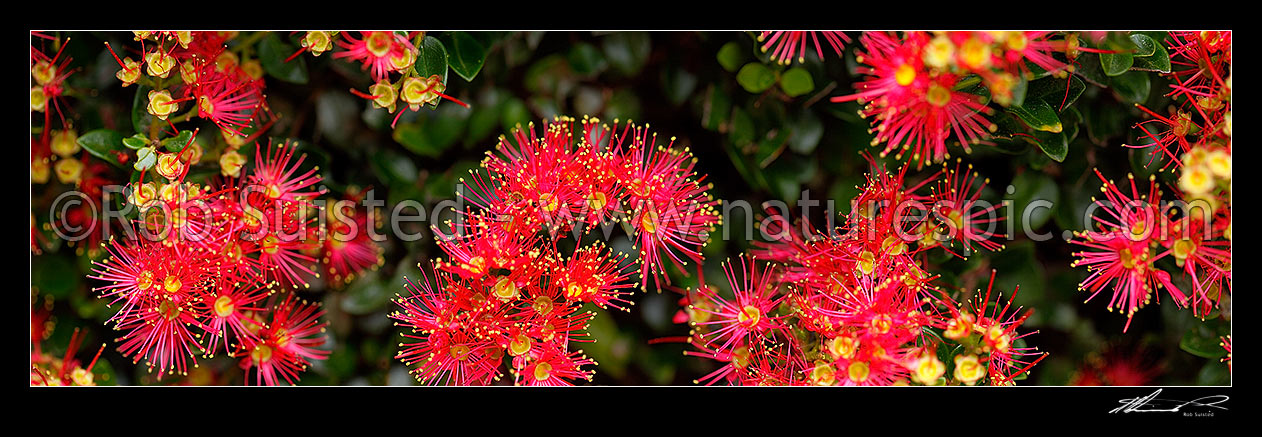 Image of Rata Vine flowers (Metrosideros carminea), Crimson rata, Carmine rata. Myrtaceae. NZ native. Panorama, New Zealand (NZ) stock photo image