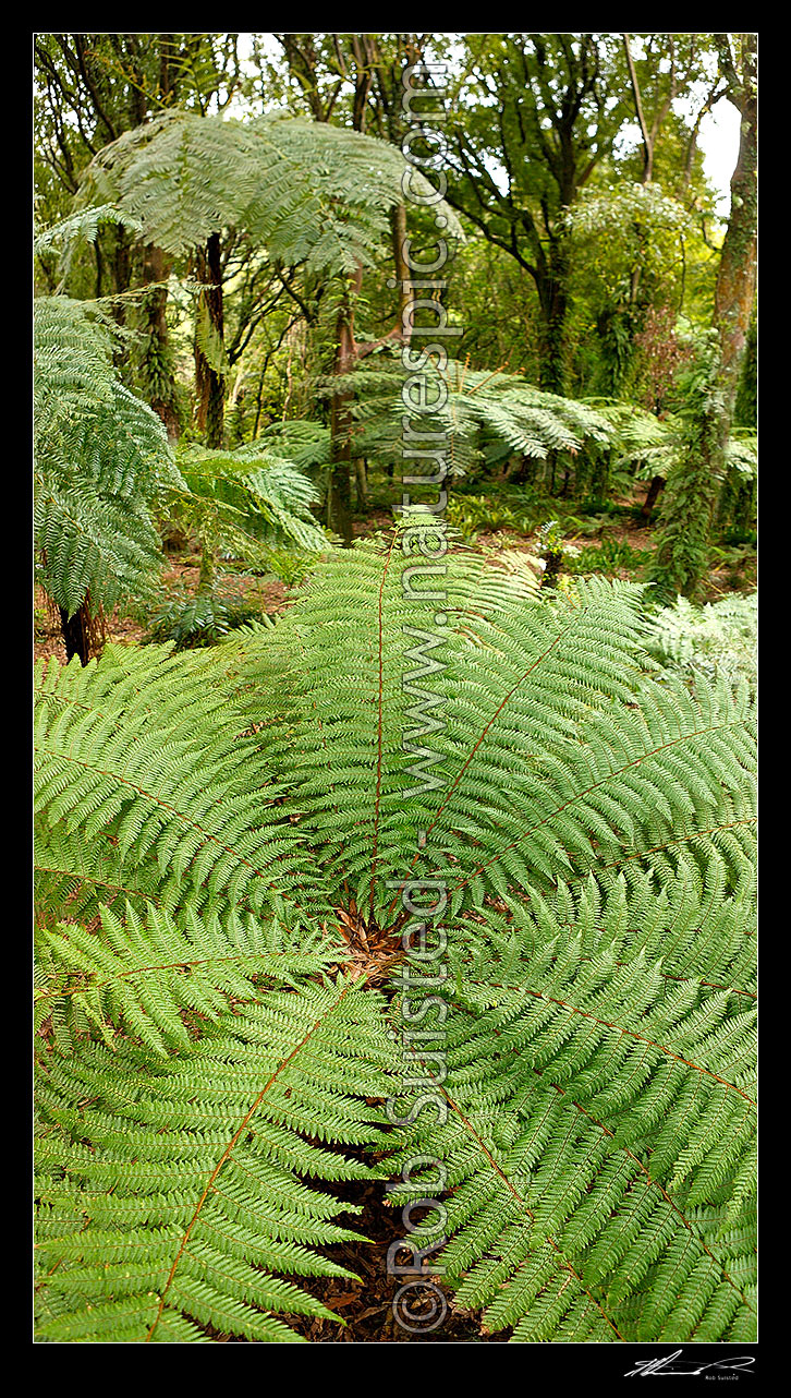 Image of Native Tawa tree and tree ferns forest (foreground Rough tree fern, Dicksonia squarrosa), vertical panorama, New Zealand (NZ) stock photo image