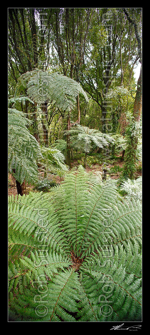 Image of Native Tawa tree and tree ferns forest (foreground Rough tree fern, Dicksonia squarrosa), vertical panorama, New Zealand (NZ) stock photo image