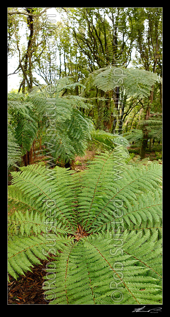 Image of Native Tawa tree and tree ferns forest (foreground Rough tree fern, Dicksonia squarrosa), vertical panorama, New Zealand (NZ) stock photo image