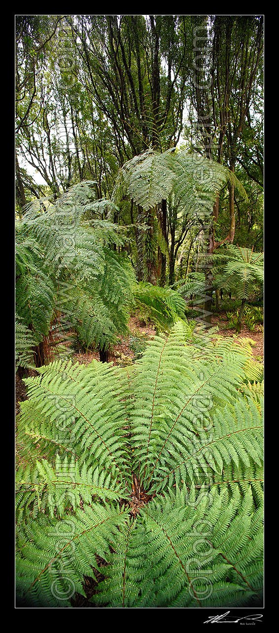 Image of Native Tawa tree and tree ferns forest (foreground Rough tree fern, Dicksonia squarrosa), vertical panorama, New Zealand (NZ) stock photo image