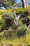 Historic olive tree, East Cape