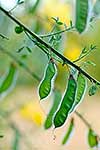 Scotch broom flowers and seeds